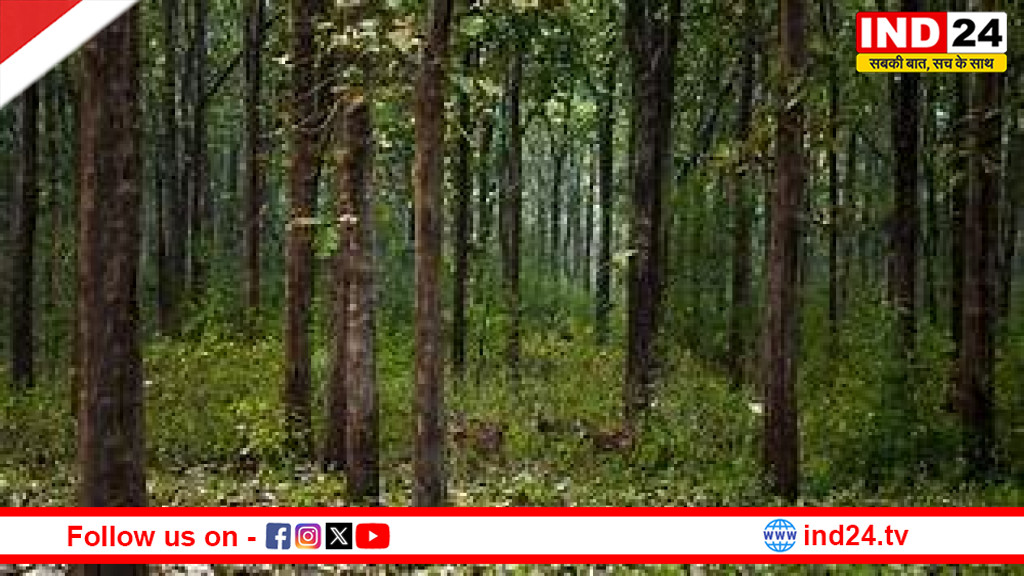 कमज़ोर पड़ती जंगलों की ताकत: ग्लोबल वार्मिंग से लड़ाई में घट रही प्राकृतिक क्षमता
