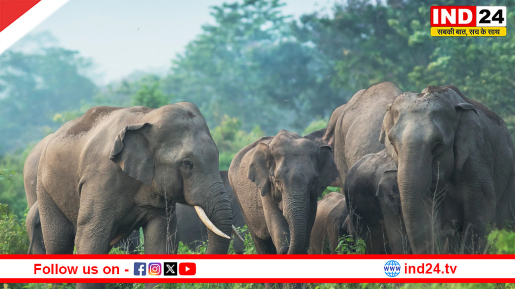 जलपाईगुड़ी: नदी किनारे शौच के लिए गए युवक पर हाथी का हमला, सूंड से पटक-पटक कर मार डाला