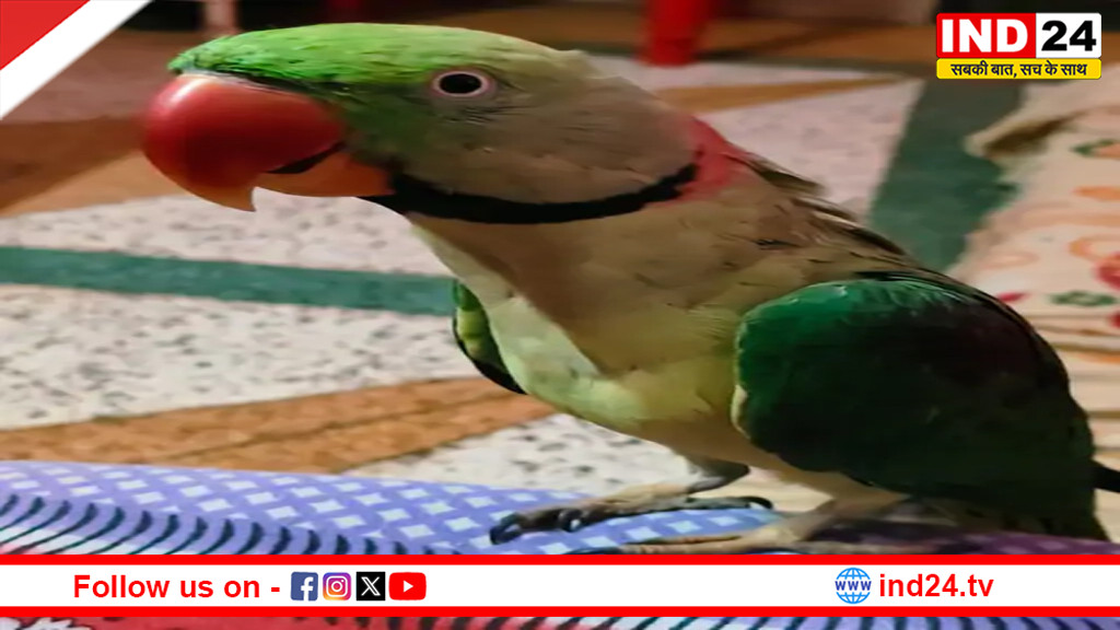 मेरठ में 6 महीने से लापता तोता 'किट्टू' घर लौटा, पियानो की आवाज सुनकर आया,परिवार ने मनाई खुशी