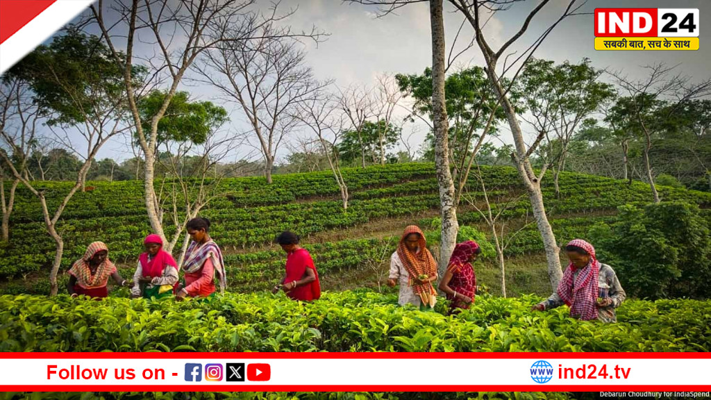 चाय बागान के वोटबैंक पर संग्राम: 'चा सुंदरी' और विकास के दम पर TMC को जीत का भरोसा, BJP ने 'न्यूनतम मजदूरी' पर घेरा