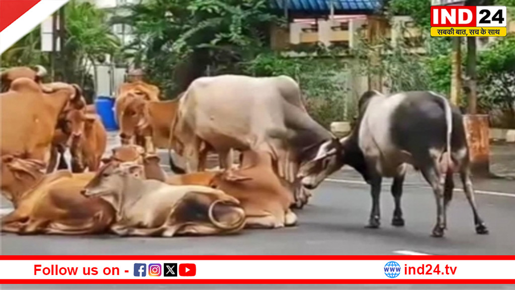 MP में पशुओं की पहचान के लिए रंगीन टैग, पालतू, बेसहारा और गोशाला के पशु होंगे अलग रंग से चिन्हित