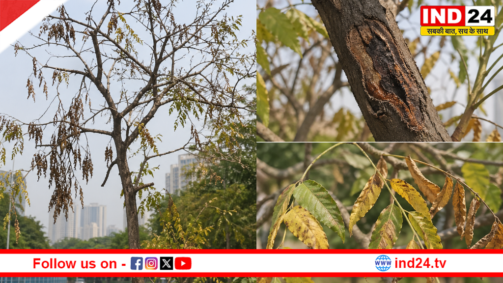 नीम के पेड़ों पर ‘मौत का कहर’! जलवायु बदलाव और फफूंद से बंगाल में हरियाली पर बड़ा संकट