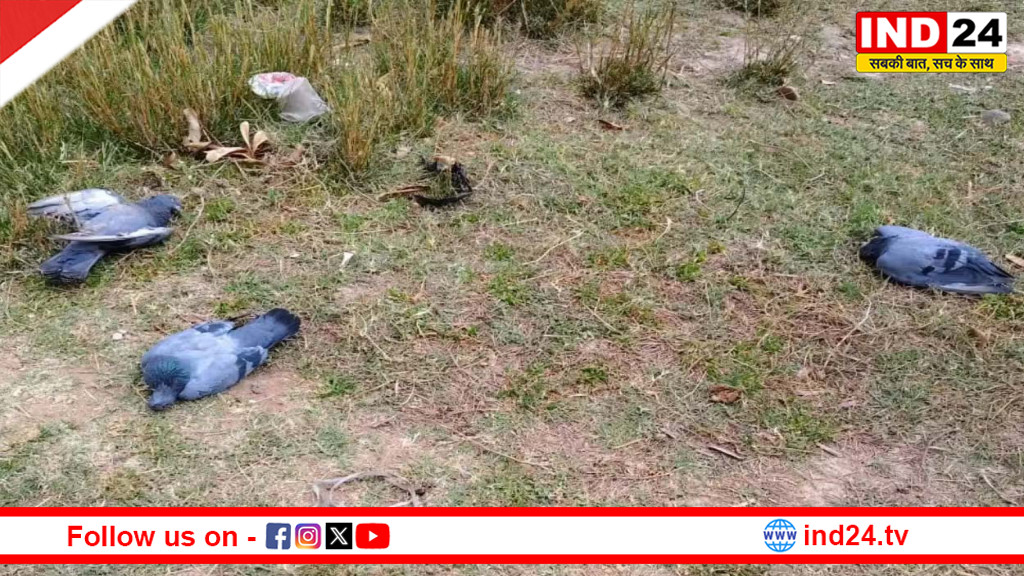 भीषण गर्मी का कहर: छिंदवाड़ा में सड़क पर तड़पते गिरे कबूतर, बढ़ते तापमान ने बढ़ाई चिंता