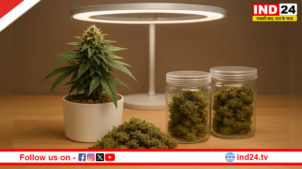 पानी में उगने वाला ‘हाईटेक नशा’! पहली बार सामने आई महंगी ओजी ग्रेड खेप, चौंकी सुरक्षा एजेंसियां