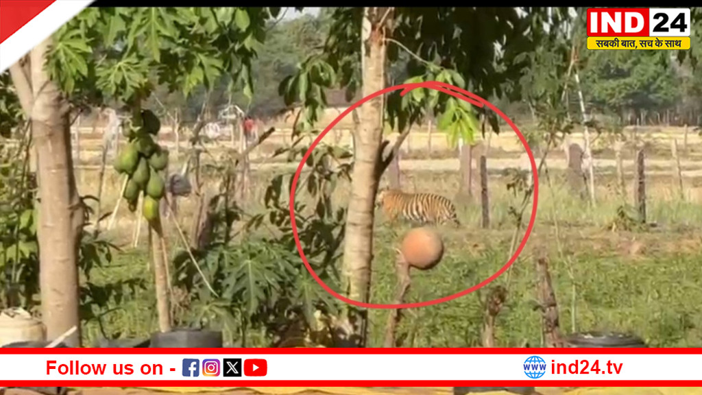 पन्ना में फिर ‘टाइगर’ का तांडव: तारा गाँव में बाघिन का हमला, हाथियों के साथ रेस्क्यू ऑपरेशन शुरू