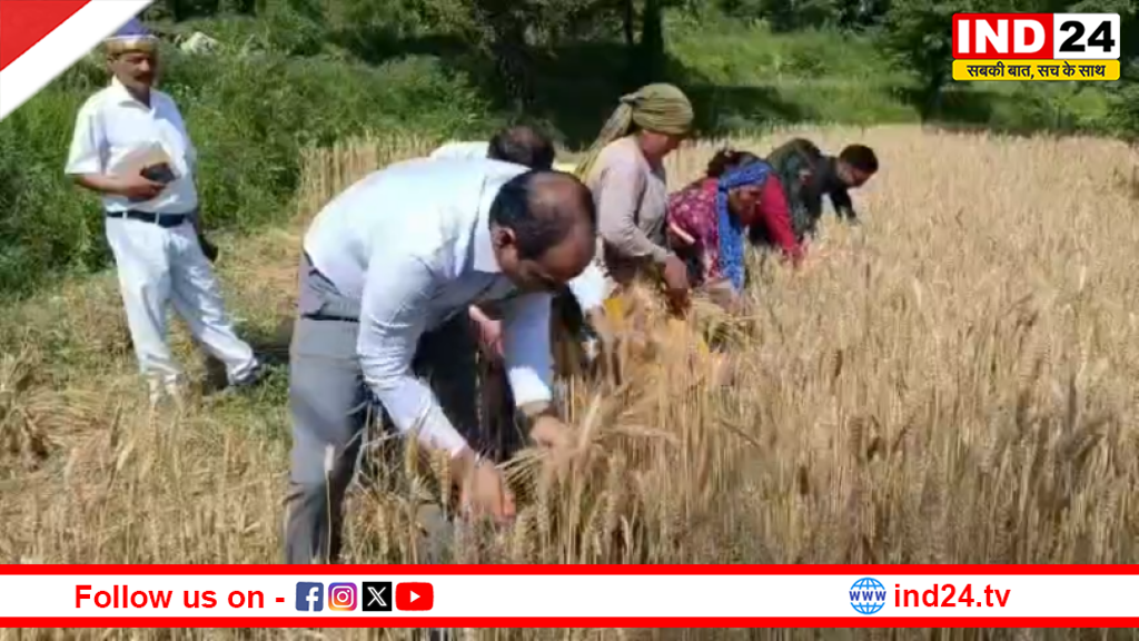 जिलाधिकारी मनीष कुमार ने महिला कृषकों संग की गेहूं कटाई, चंपावत में कराया क्रॉप कटिंग प्रयोग
