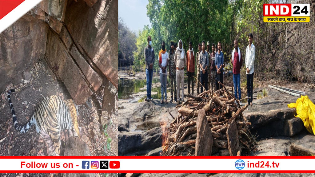 पन्ना टाइगर रिजर्व में 2 वर्षीय बाघ की मौत, प्रबंधन पर सवाल