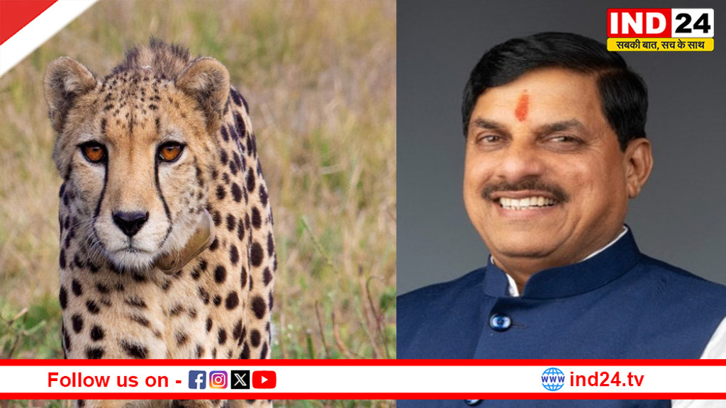 मुख्यमंत्री डॉ. मोहन यादव 11 मई को कूनो में दो मादा चीतों को खुले जंगल में करेंगे मुक्त