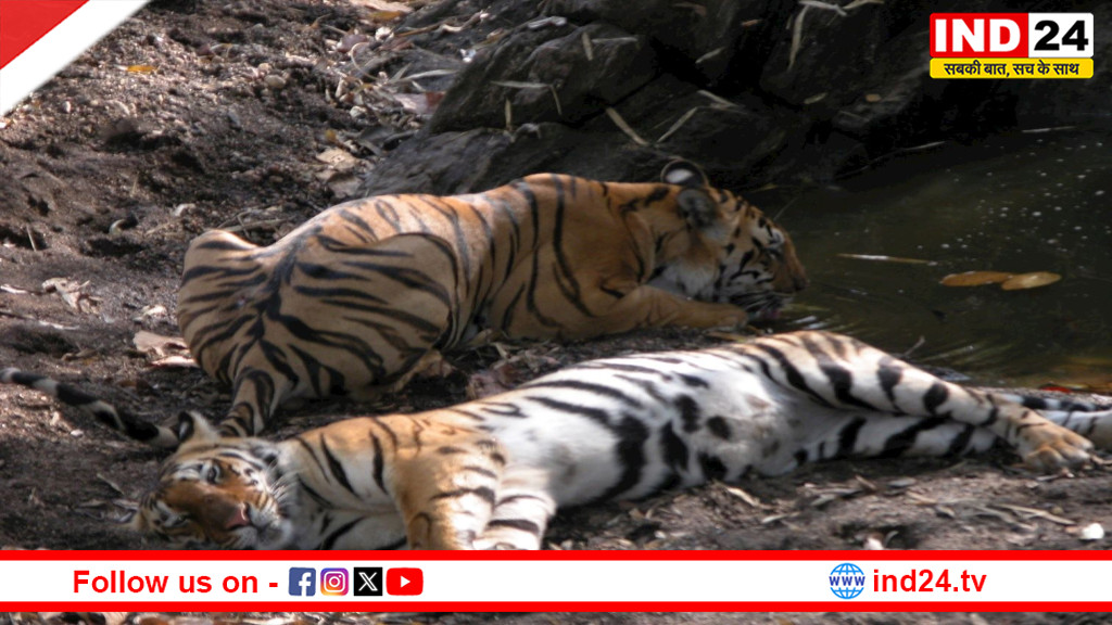 कान्हा के बाघों पर मंडरा रहा रहस्यमयी वायरस का खतरा! 100 से ज्यादा टाइगर्स को बचाने के लिए हाई अलर्ट पर वन विभाग