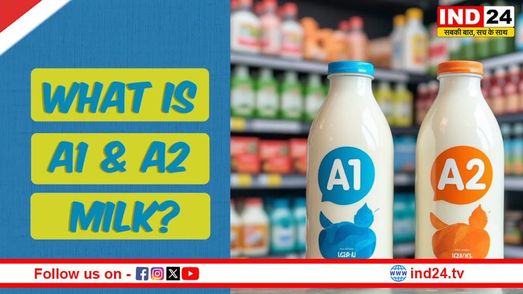 A1 बनाम A2 दूध: आखिर क्या है असली फर्क? जानिए कौन-सा दूध सेहत के लिए बेहतर माना जाता है