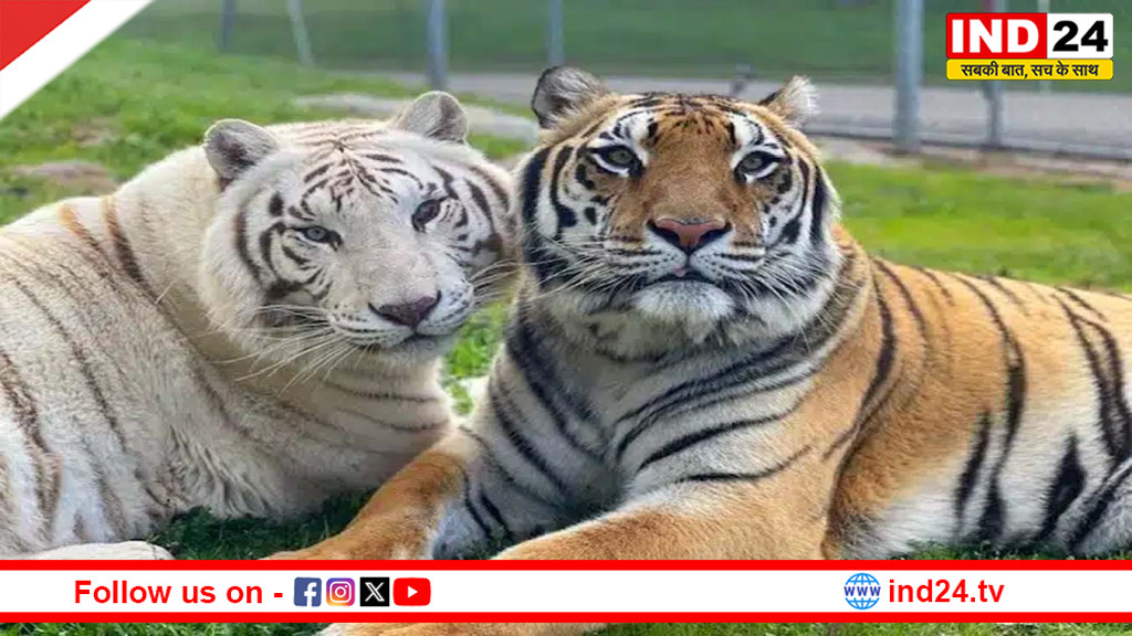 कूनो से कच्छ तक चीता मिशन का विस्तार! गुजरात के बन्नी घासभूमि में बसेंगे अफ्रीकी चीते, तैयार हुई ऐतिहासिक योजना