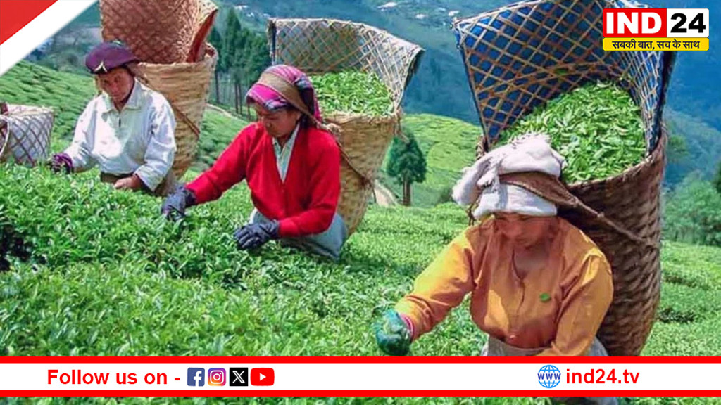 असम मॉडल पर संवरेगा उत्तर बंगाल का चाय उद्योग संकट के समाधान के लिए जून में सीएम सुवेंदु अधिकारी से मिलेंगे चाय कारोबारी