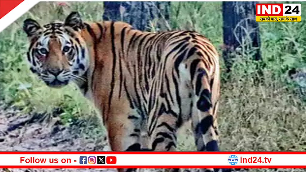 केनाइन डिस्टेंपर की पुष्टि,गिर में 34 शेरों की जान लेने वाला वायरस कान्हा में, 5 बाघों की मौत