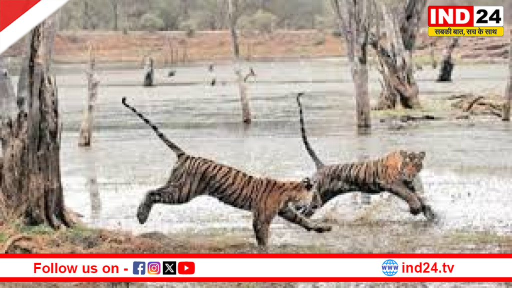 कान्हा टाइगर रिजर्व में बाघिन-शावकों की मौत पर खुलासा,संक्रमित कुत्तों से जंगल तक पहुंची मौत