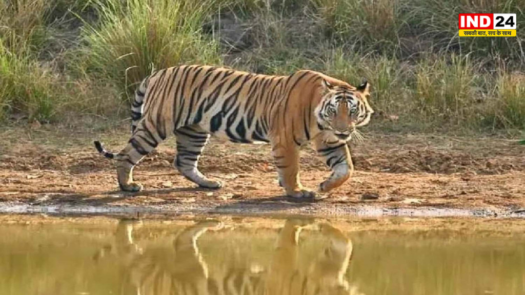 कान्हा में ‘टाइगर किलर’ वायरस का कहर! 2 महीने में 7 बाघों की मौत, वन विभाग में हड़कंप