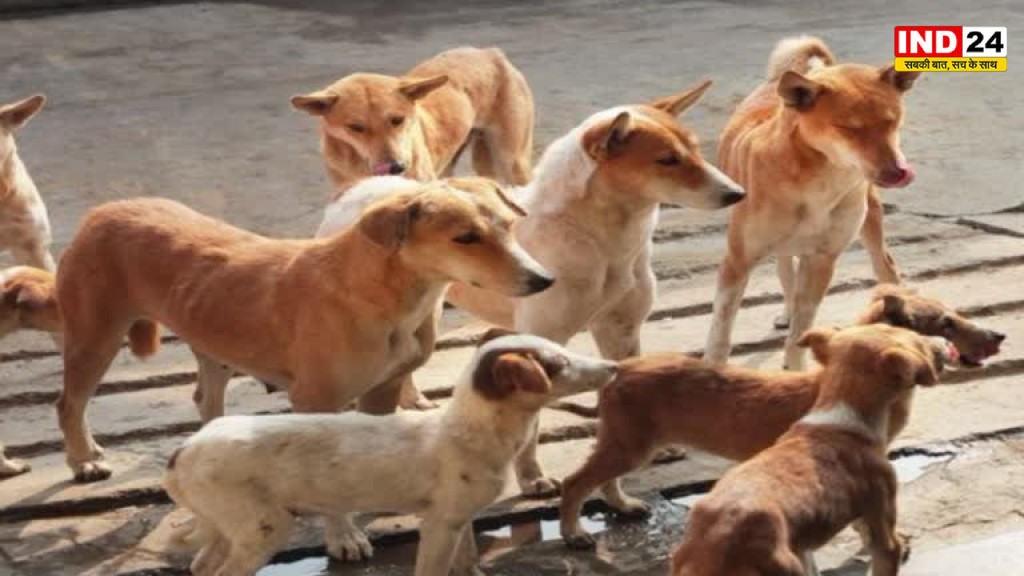 हाईकोर्ट के आदेश के बाद रायपुर में नई व्यवस्था, तय स्थानों पर ही खिलाना होगा स्ट्रीट डॉग्स को खाना