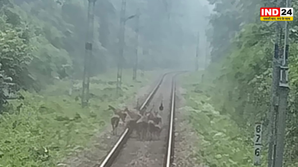 डुआर्स में ट्रेन चालक की सूझबूझ से बची हिरणों के झुंड की जान, टला बड़ा हादसा