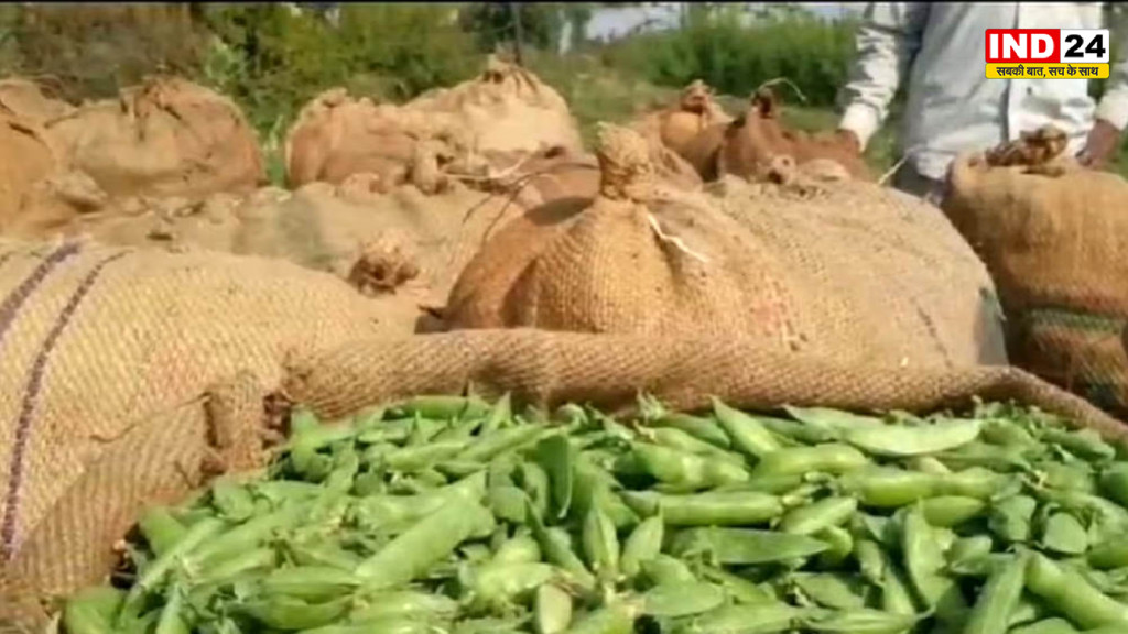 जबलपुर की मटर और सिंघाड़े को मिला GI Tag, किसानों की आय बढ़ने के साथ विश्वभर में मिलेगी नई पहचान