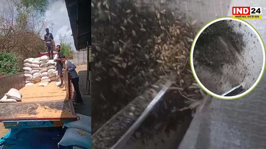गेहूं की जगह मिट्टी! सागर में समर्थन मूल्य खरीदी का बड़ा खेल उजागर, 600 बोरियों ने खोली सिस्टम की पोल
