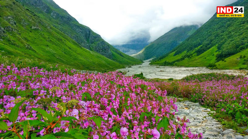 अगस्त की रंगीन वादियों का अद्भुत जादू: फूलों की घाटी में प्रकृति लिखती है रंगों की नई कहानी