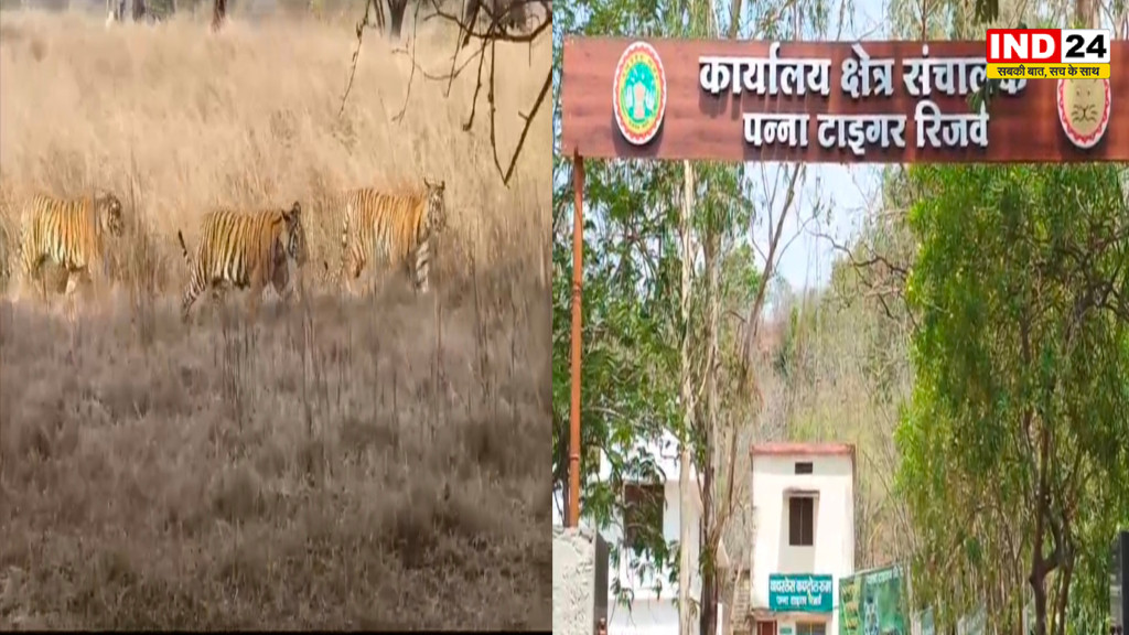पन्ना टाइगर रिजर्व ने बनाया नया रिकॉर्ड, 2.63 लाख पर्यटकों से ₹8.77 करोड़ की ऐतिहासिक कमाई