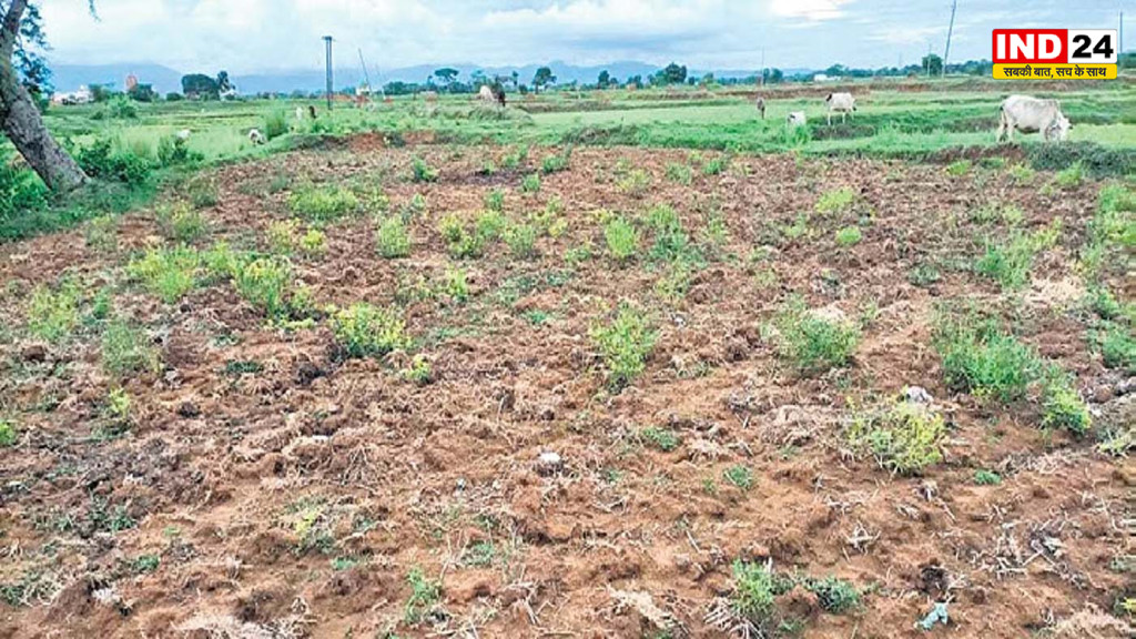 मानसून की रफ्तार पड़ी धीमी, मध्य प्रदेश में बारिश का संकट गहराया; आधे से अधिक इलाकों में सूखे जैसे हालात