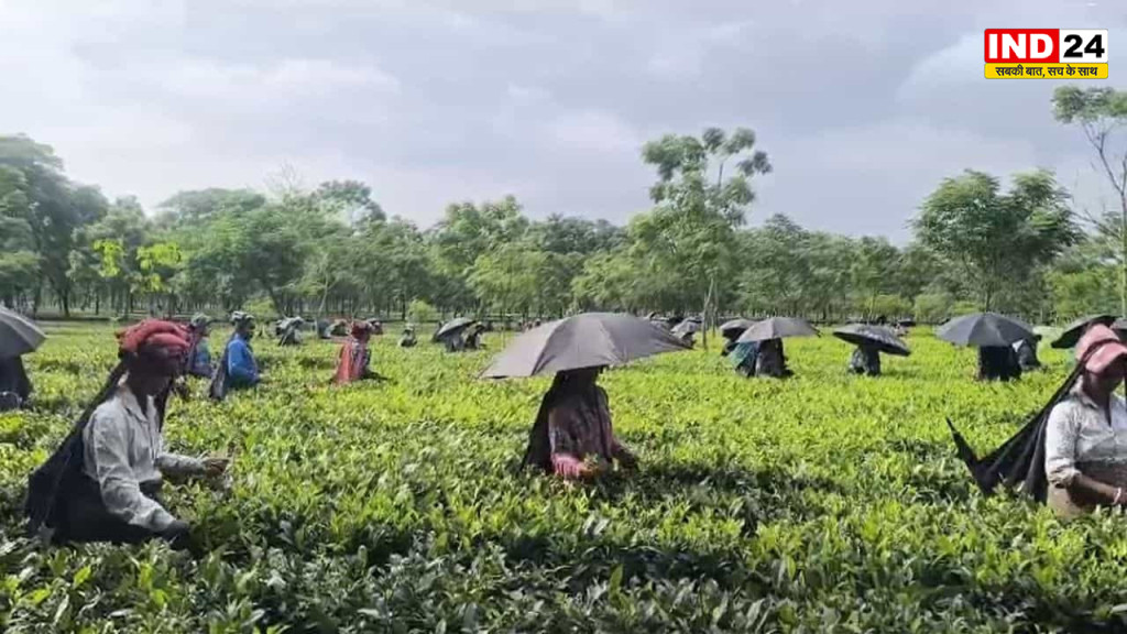 बंद चाय बागान जल्द खुलेंगे, मुख्यमंत्री  सुवेंदु अधिकारी ने प्रवासी मजदूरों से वापस लौटने की अपील की