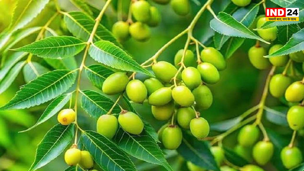 सिर्फ पत्तियां ही नहीं, नीम के बीज भी हैं सेहत का खजाना! जानिए त्वचा, बालों और दांतों के लिए कैसे करें सही इस्तेमाल