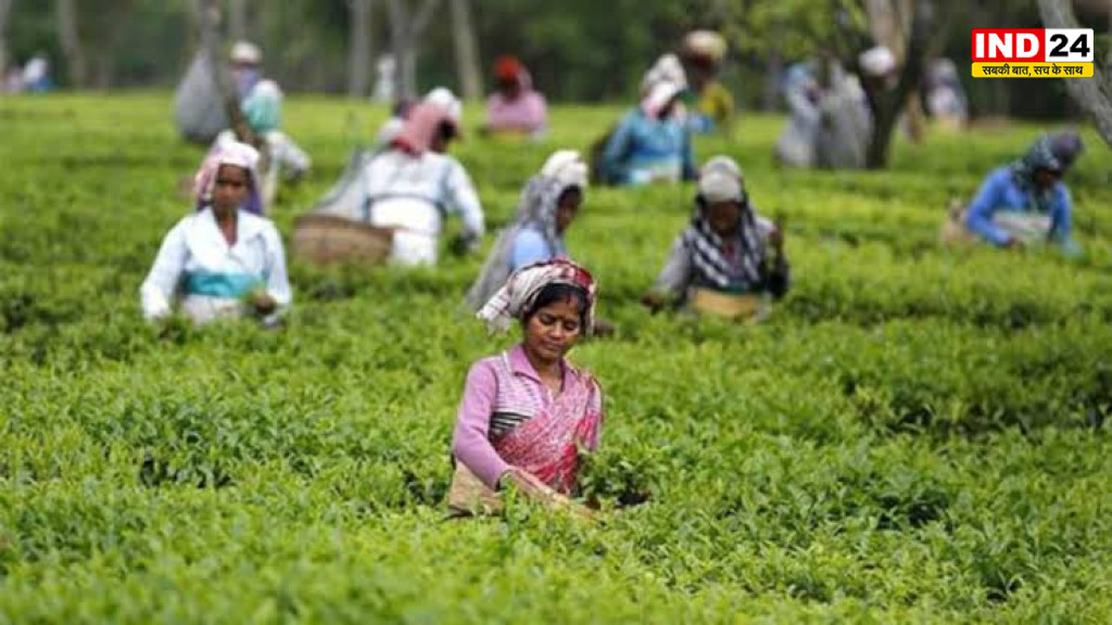 उत्तर बंगाल के चाय श्रमिकों के लिए 313.30 करोड़ की बड़ी सौगात, शिक्षा-स्वास्थ्य और आवास पर सरकार का बड़ा फैसला