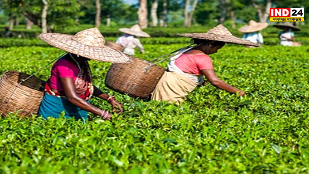 नीलगिरी में चाय की खेती पर सूखे की मार, हरी पत्तियों का उत्पादन 60% तक गिरा