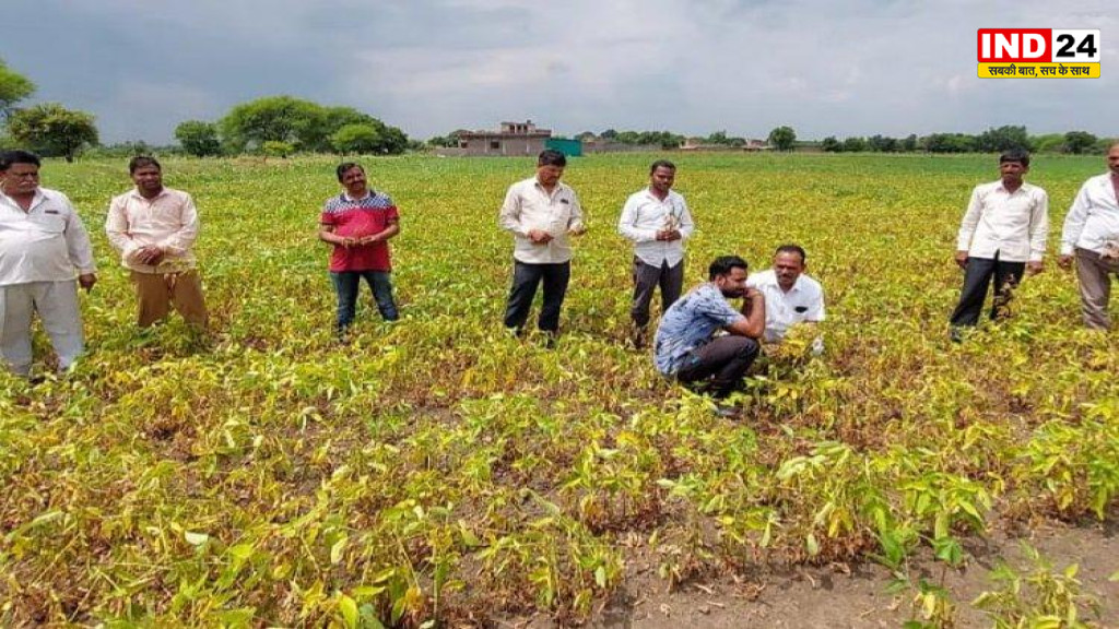 बरसात की बेरुखी से बढ़ी खेतों की बेचैनी: मध्य प्रदेश में 19 प्रतिशत वर्षा घाटे ने गहराया खरीफ फसलों का संकट