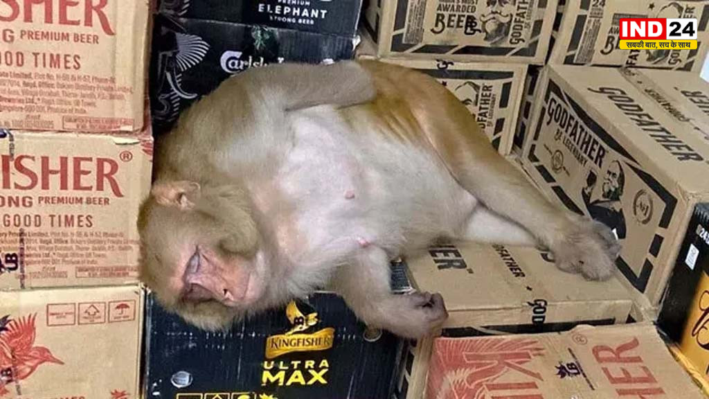 बंदर ने शराब की दुकान में मचाया तहलका, पूरी बोतल गटककर मस्त होकर सो गया
