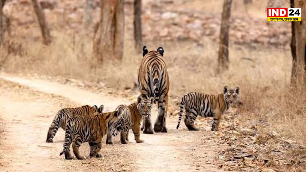 कूनो में चीतों के बच्चों की बढ़ी उम्मीद, स्वदेशी निगरानी मॉडल से 61% तक पहुंचा जीवित रहने का आंकड़ा