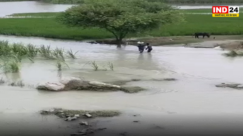 UP Weather Alert: यूपी के 31 जिलों में बारिश का अलर्ट,  अस्पताल में निकला कोबरा, नहर में बहा युवक