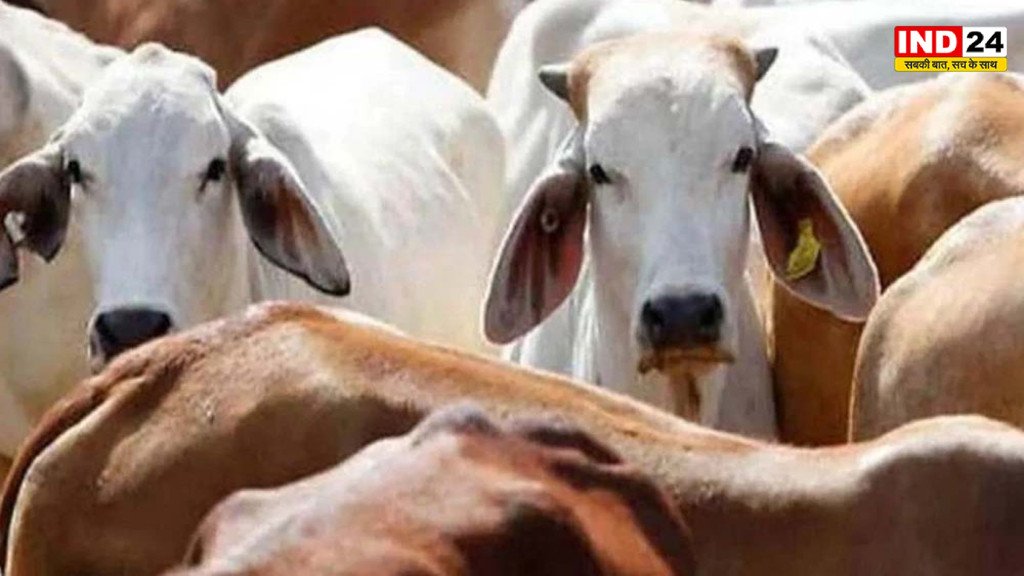 ग्वालियर में लंपी वायरस का बढ़ता खतरा, अब गोसेवकों को भी सिखाया जाएगा गोवंश का टीकाकरण