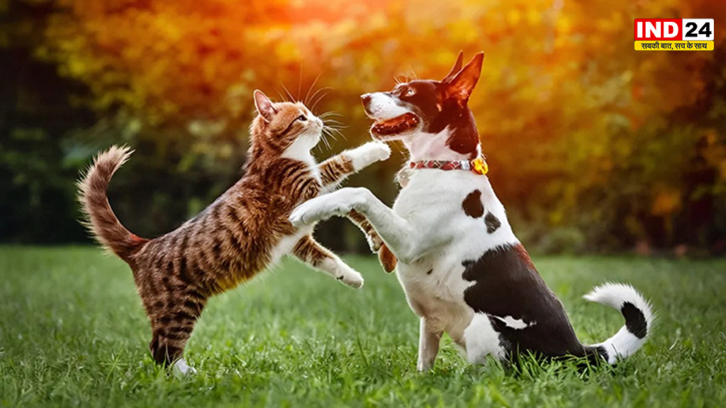 Chennai Pet Rules: कुत्ते-बिल्ली को लावारिस छोड़ा तो ₹10,000 जुर्माना, चेन्नई में नया नियम लागू