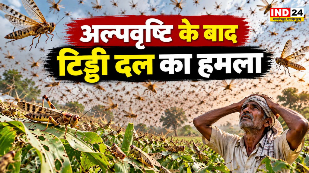 Betul Locust Attack: अल्पवृष्टि के बाद टिड्डी दल का हमला, दुनावा क्षेत्र में फसलों को नुकसान; किसान परेशान