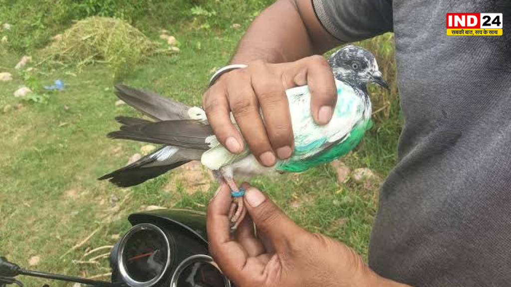 कठुआ में मिला संदिग्ध कबूतर, पैर में पाकिस्तानी मोबाइल नंबर वाली रिंग; सुरक्षा एजेंसियां अलर्ट