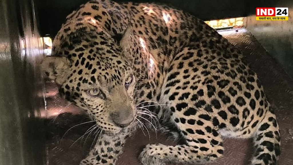 कर्नाटक के दावणगेरे में नेशनल हाईवे पर घायल तेंदुए का रेस्क्यू ड्रामा, बेहोशी की दवा बेअसर, वनकर्मी पर झपट्टा मारकर किया हमला