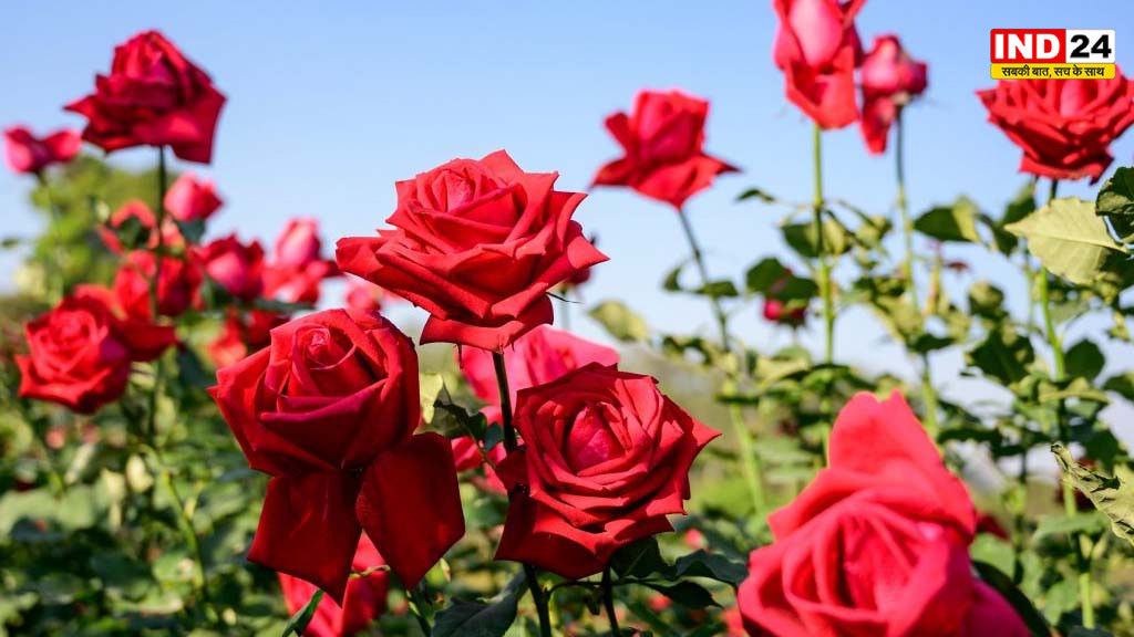 गुलाब का पौधा कब लगाएं? ज्यादा फूलों के लिए ये आसान केयर टिप्स अपनाएं