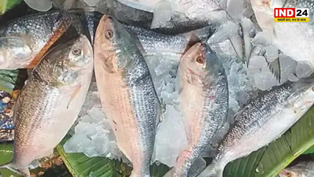 नर्मदा में बस गई बंगाल की हिलसा, गुजरात बना नया प्रजनन केंद्र
