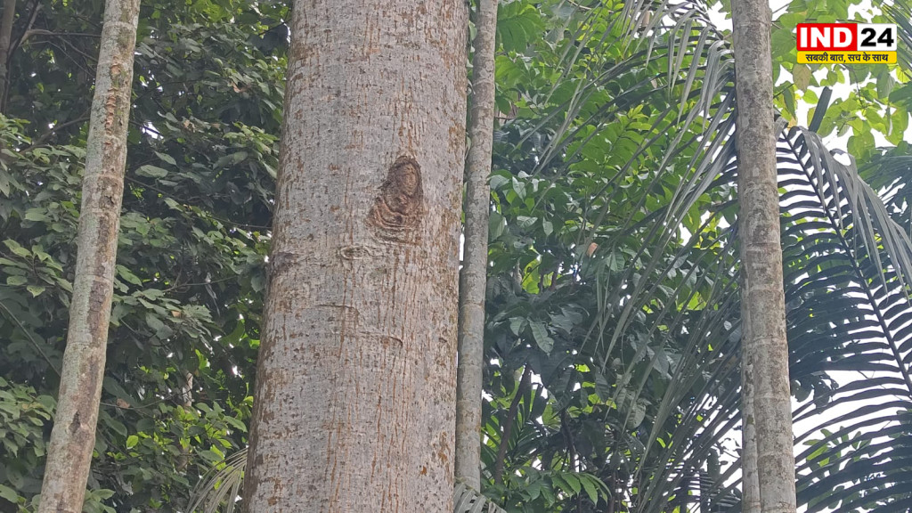 शिमूल के पेड़ पर दिखा महादेव का स्वरूप, धूपगुड़ी में ‘चमत्कारी दर्शन’ की खबर से उमड़ी भक्तों की भीड़