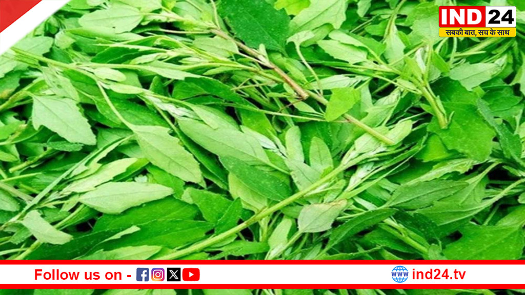 सर्दियों का सुपरफूड—बथुआ: स्वाद और सेहत दोनों का खजाना