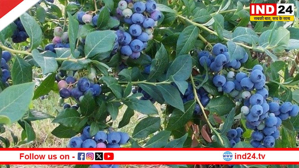चंबल के बीहड़ ब्लूबेरी क्रांति की ओर अग्रसर - किसानों की चमकेगी किस्मत