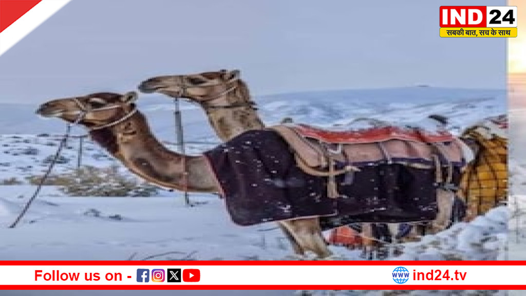 सऊदी अरब के रेगिस्तान में दुर्लभ बर्फबारी