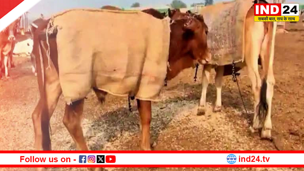 उत्तराखंड में पशु आहार सप्लाई बंद, पशुपालकों को हो रही भारी परेशानी