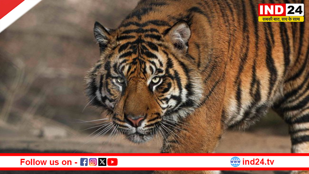 कॉर्बेट से सटे इलाके में बाघ का आतंक, एक महीने में चौथी मौत