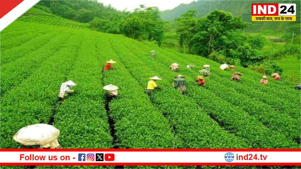 चाय बोर्ड का बड़ा फैसला: आयातित चाय की 100% गुणवत्ता जांच अनिवार्य होगी