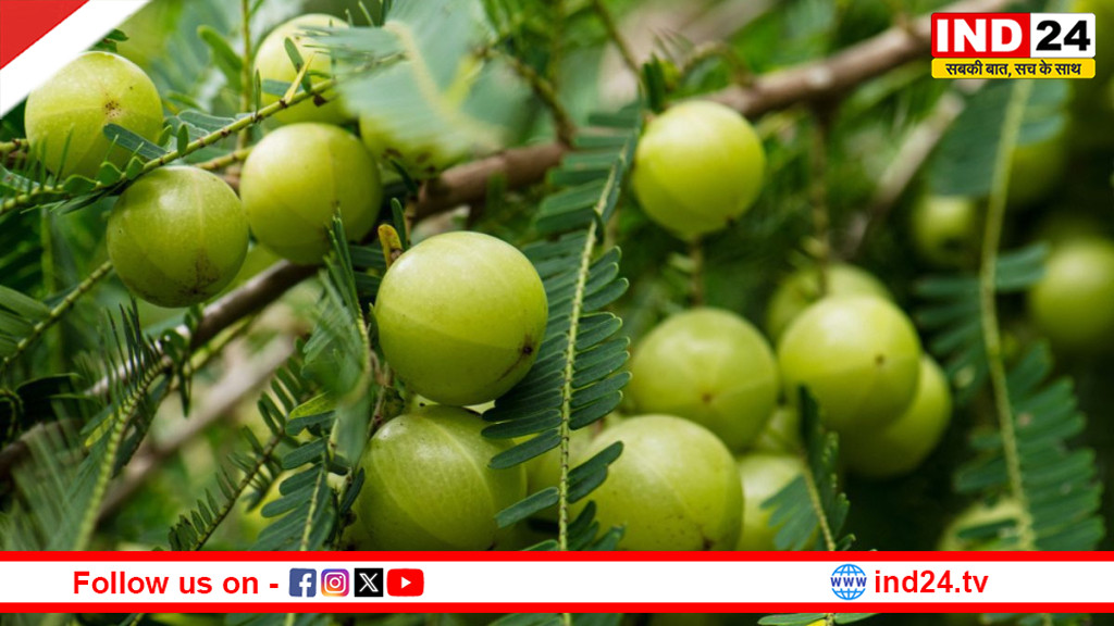 किन लोगों को आंवला नहीं खाना चाहिए? जानिए फायदे के पीछे छुपे सेहत के नुकसान