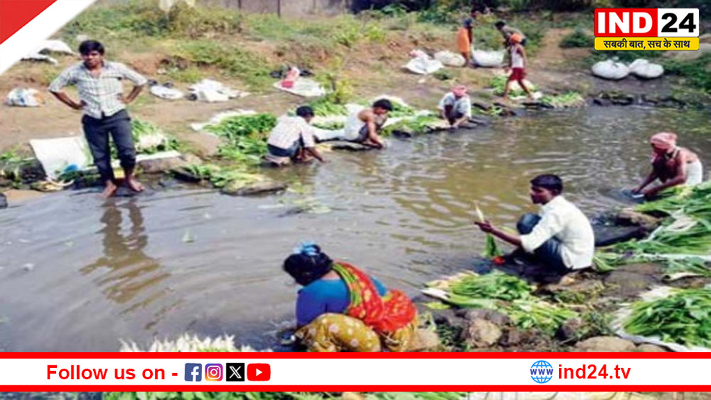 नालों के पानी से उगाई सब्जियों में ज़हर! प्रदूषण बोर्ड की रिपोर्ट पर हाईकोर्ट सख्त, सरकार से तलब जवाब